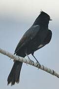 Crested Black Tyrant