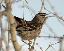 White-browed Scrub Robin