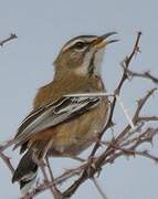 White-browed Scrub Robin