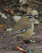 Bearded Scrub Robin