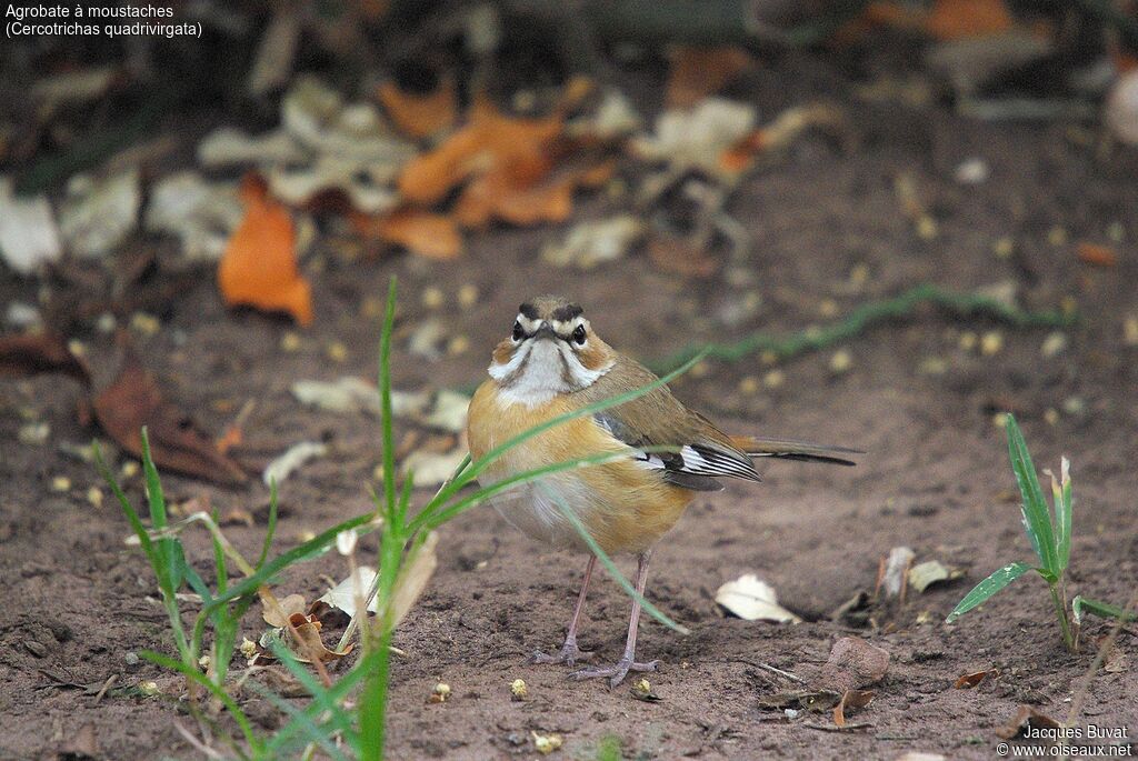 Bearded Scrub Robinadult