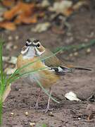 Bearded Scrub Robin