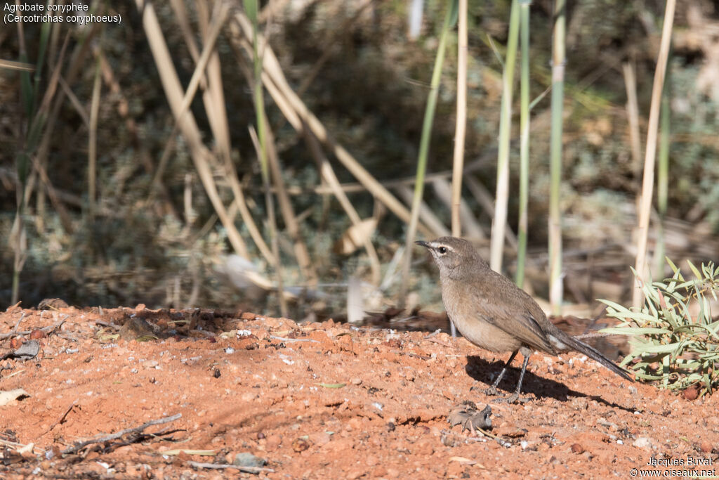 Agrobate coryphéeadulte