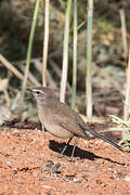 Karoo Scrub Robin