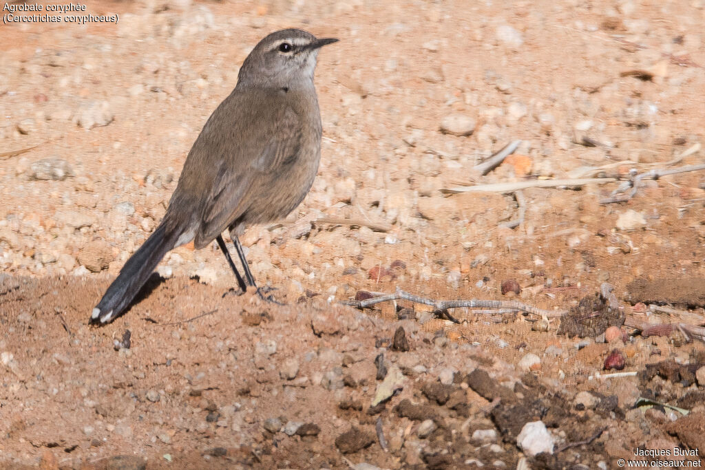 Agrobate coryphéeadulte