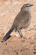 Karoo Scrub Robin