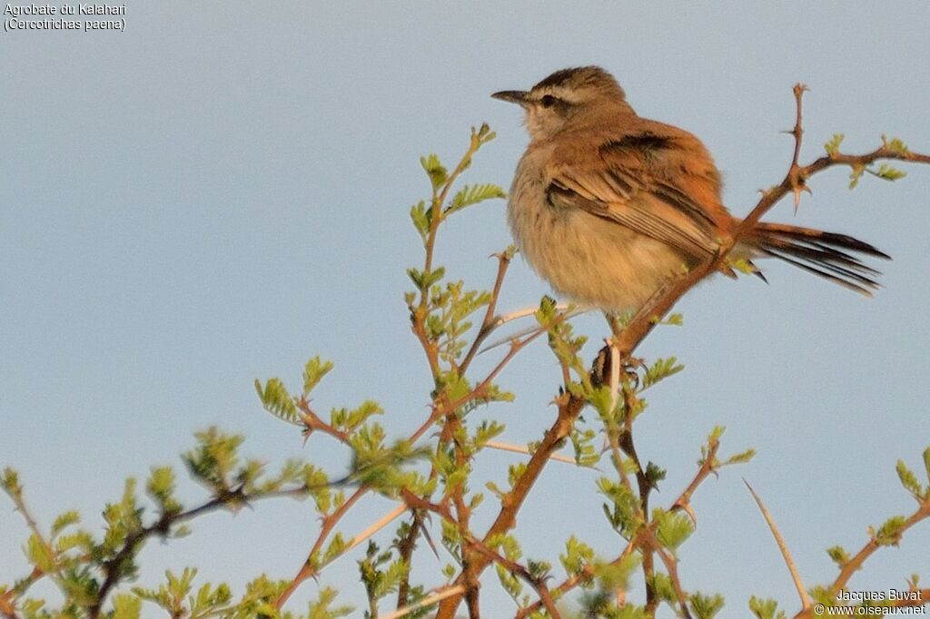 Kalahari Scrub Robinadult