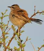 Kalahari Scrub Robin