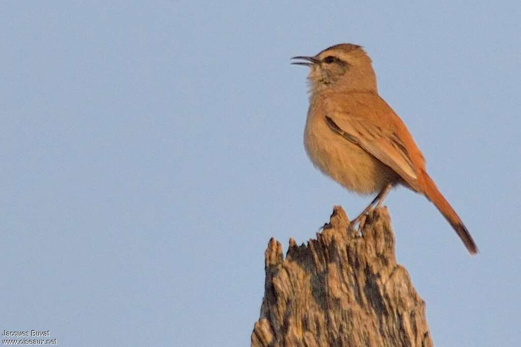 Kalahari Scrub Robinadult, pigmentation, song