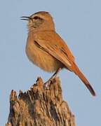 Kalahari Scrub Robin