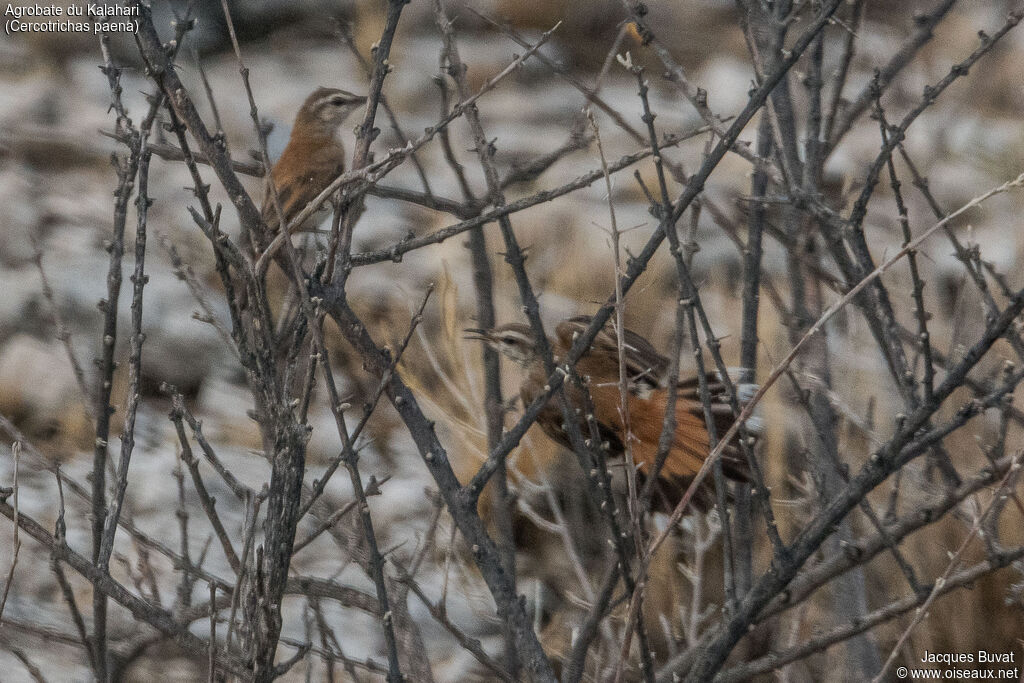 Kalahari Scrub Robinadult breeding, habitat, aspect, pigmentation, courting display