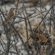 Kalahari Scrub Robin