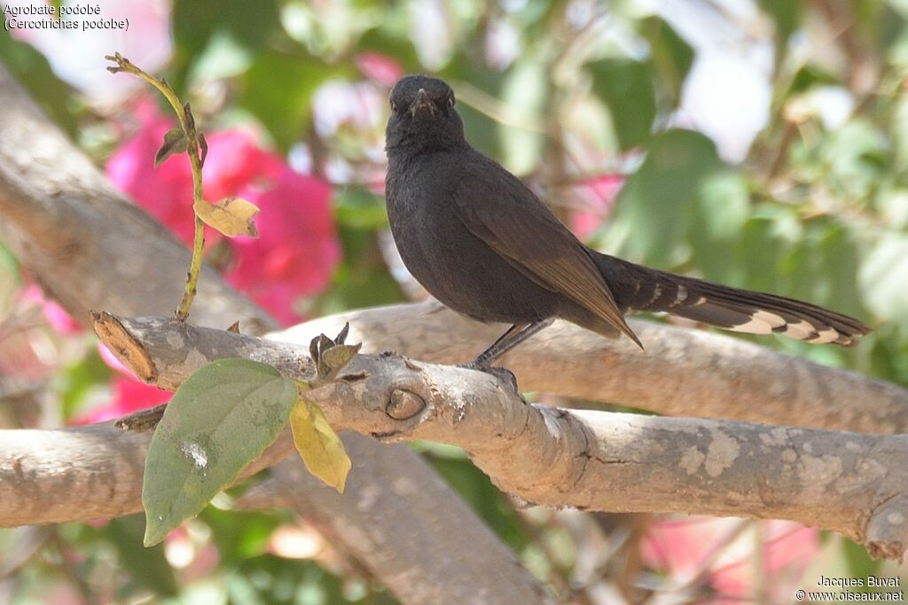 Black Scrub Robinadult