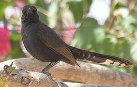 Black Scrub Robin