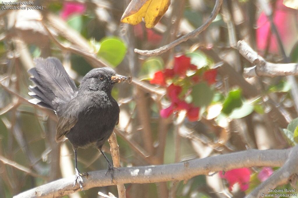 Black Scrub Robinadult