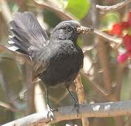 Black Scrub Robin