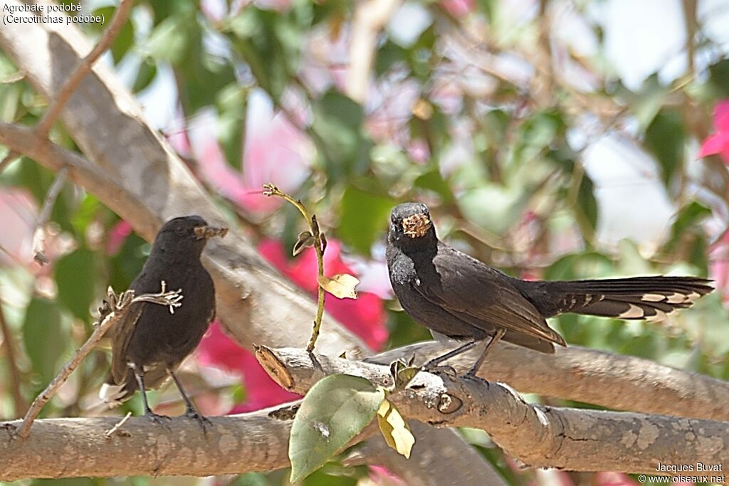 Black Scrub Robinadult