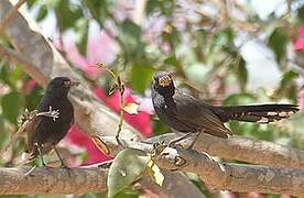 Black Scrub Robin