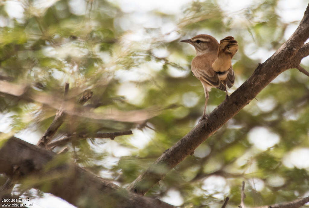 Rufous-tailed Scrub Robin, habitat, Behaviour