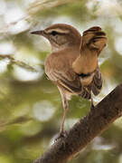 Rufous-tailed Scrub Robin