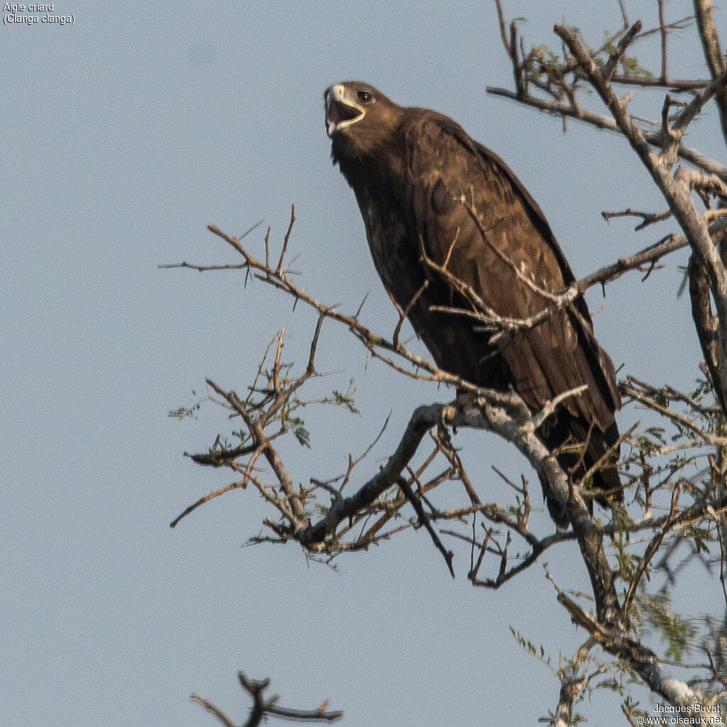 Aigle criardadulte, portrait, composition, pigmentation