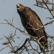 Greater Spotted Eagle