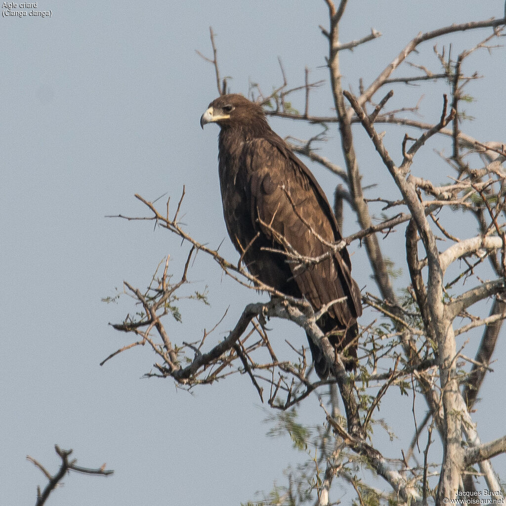 Aigle criardadulte, identification, composition, pigmentation