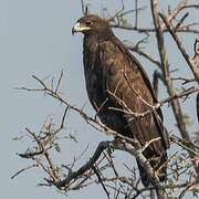 Greater Spotted Eagle