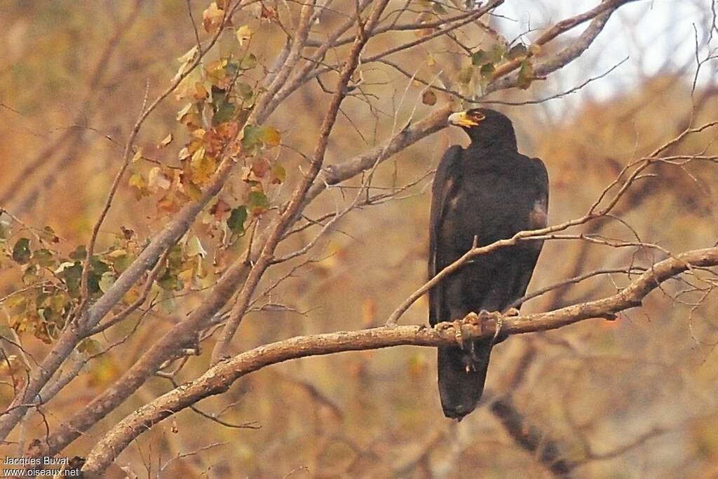 Aigle de Verreauxadulte, portrait