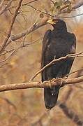 Verreaux's Eagle