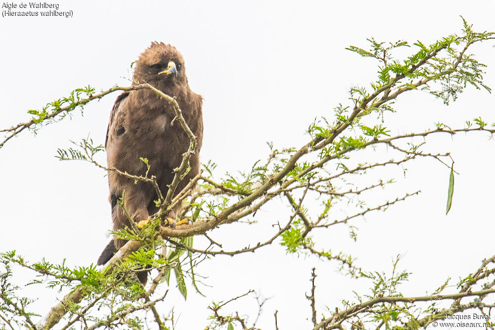 Aigle de Wahlbergadulte