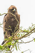 Wahlberg's Eagle