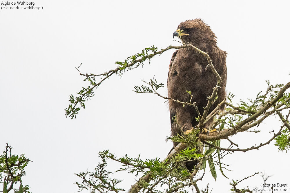 Aigle de Wahlbergadulte