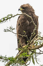 Aigle de Wahlberg