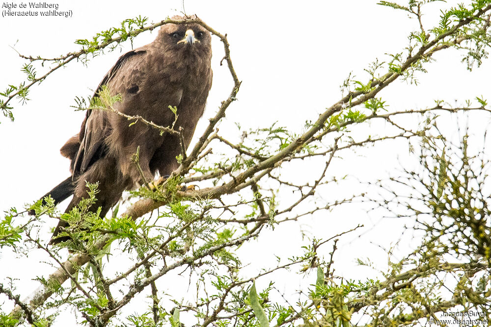 Aigle de Wahlbergadulte