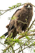 Wahlberg's Eagle