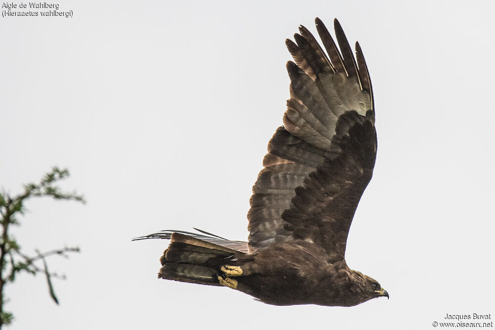 Aigle de Wahlbergadulte