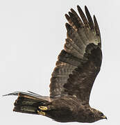 Wahlberg's Eagle