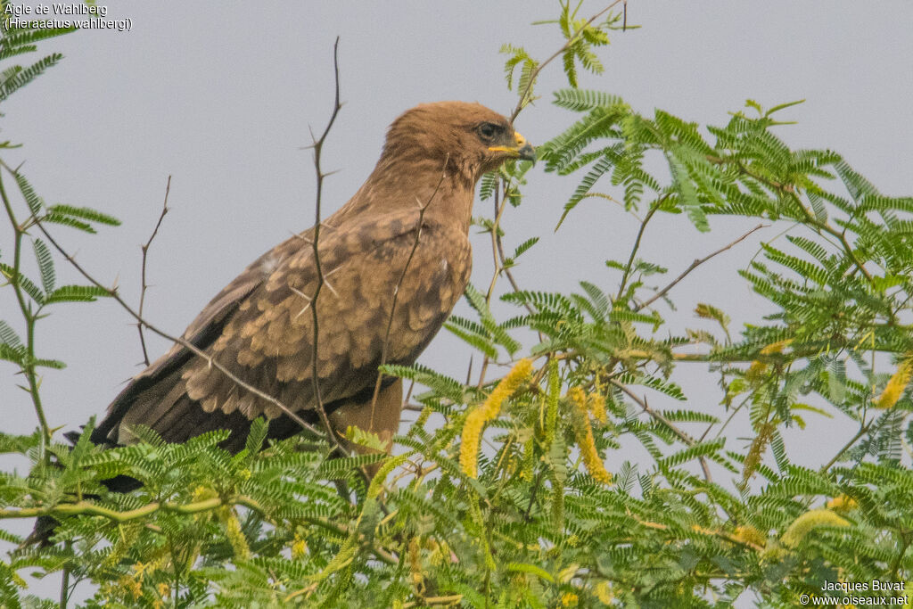 Aigle de Wahlbergjuvénile, identification, composition, pigmentation