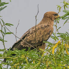 Aigle de Wahlberg