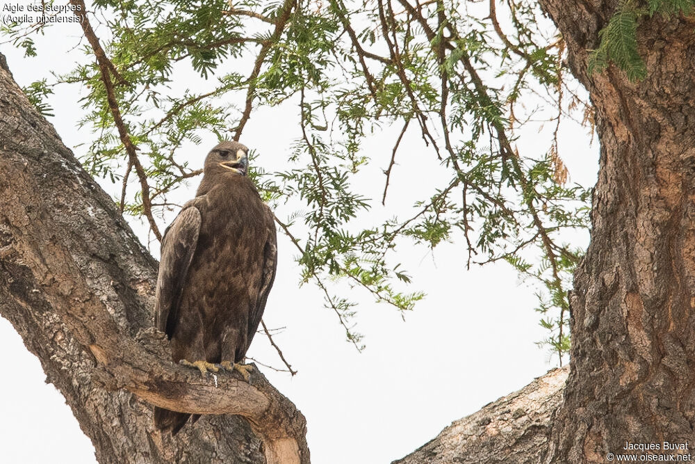 Aigle des steppesadulte