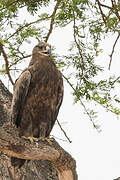 Aigle des steppes