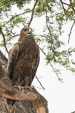 Aigle des steppes