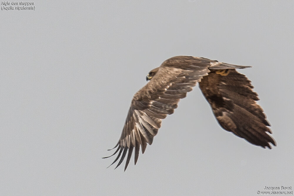 Aigle des steppessubadulte