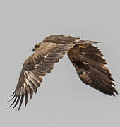 Steppe Eagle