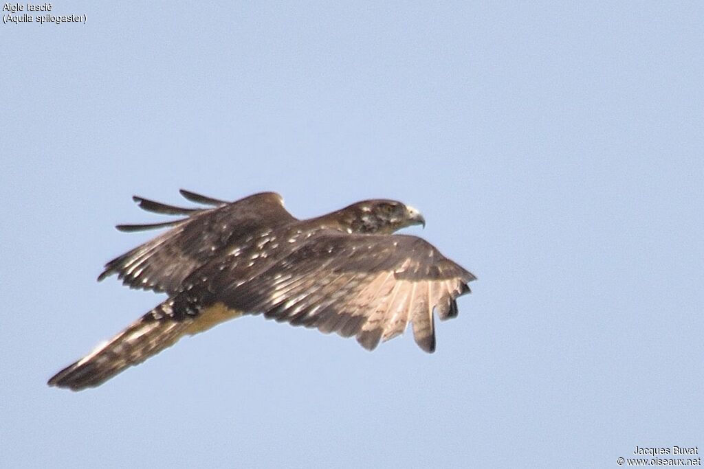 Aigle fasciéadulte, Vol