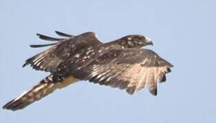 African Hawk-Eagle