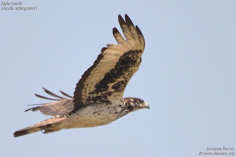 African Hawk-Eagleadult