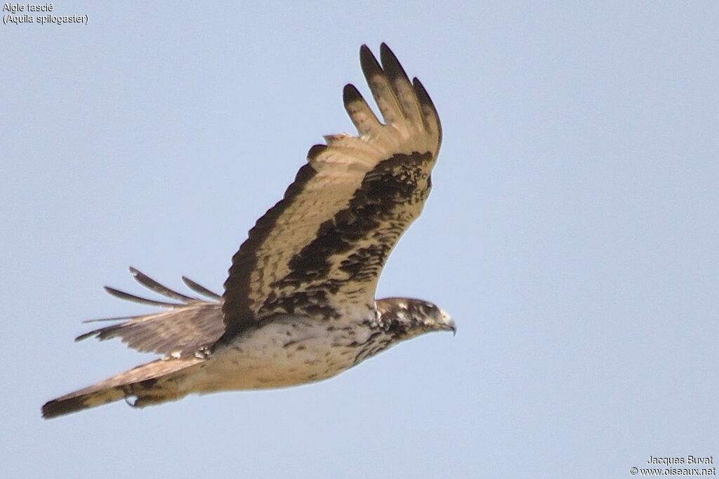 Aigle fasciéadulte