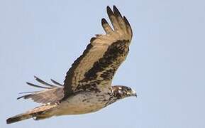 African Hawk-Eagle